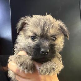 Finnegan - Gray male Cairn Terrier puppy in Bigfork, Minnesota from Dachshunds Up North