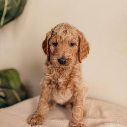 Thomas - Apricot male Goldendoodle puppy in Yukon, Oklahoma from Bows and Ties Doodles, LLC