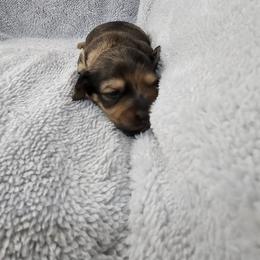 Boy 1 - Black and tan male Dachshund puppy in Osawatomie, Kansas from Lindsays long haired doxies