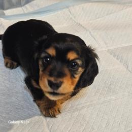 Agira (purple) - Black and tan female Dachshund puppy in Hartford, Michigan from Mac Fam Dachshunds