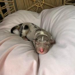 Cruz - Blue merle female Australian Shepherd puppy in Grants Pass, Oregon from Carmel Mountain Aussies