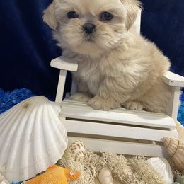 Shih Tzu Puppies from LaDawn’s Little Lions