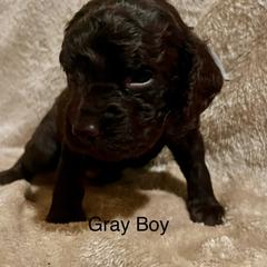 Boykin Spaniel Puppies from Dixie Darlin Boykins