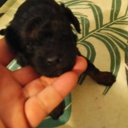 Boy three - Phantom male Poodle puppy in East Providence, Rhode Island from Marta's Cavaliers