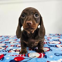 Chocolate and tan female - Chocolate and tan female Dachshund puppy in Belle Rive, Illinois from Akin's Miniature Dachshunds, LLC