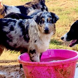 Knox - Blue merle male Australian Shepherd puppy in Mineral Wells, Texas from A6 Australian Shepards