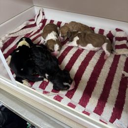 Orange collar male - Black brown and white male Basset Hound puppy in Hamilton, Indiana from Cam’s Country Bassets