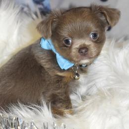 Dancer - Blue and tan male Chihuahua puppy in Gloucester, Virginia from Charlotte's Web of Chihuahuas