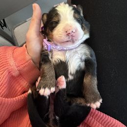 Bernese Mountain Dog Puppies from Red Bridge Berners