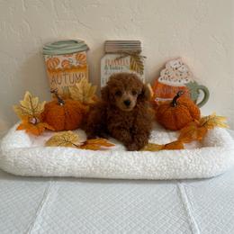 Pancake - Red  male Poodle puppy in Bakersfield, California from Pups and Paws Toy Poodles