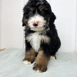 Boy 4 - Black tri-color male Aussiedoodle puppy in Omro, Wisconsin from Crystal Ridge Doodles