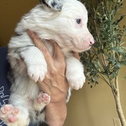 Justice - White and blue merle female Border Collie puppy in Jonesboro, Arkansas from Hampton Border Collies