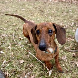 Larry - Dachshund