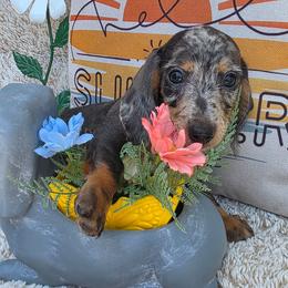 Sophia - Dapple female Dachshund puppy in Goodman, Missouri from Darling Dachshunds