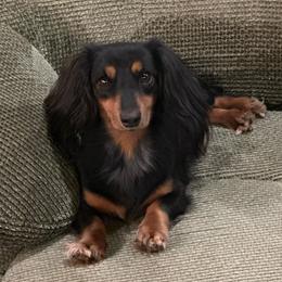 Queenie - Dachshund