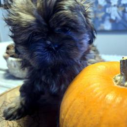 Pandy - Chocolate and tan female Shih Tzu puppy in Filer, Idaho from Shih Tzu Kennels