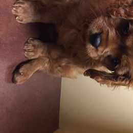 Cavalier King Charles Spaniel Puppies from Carter Woods Cavaliers