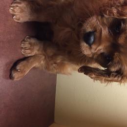 Cavalier King Charles Spaniel Puppies from Carter Woods Cavaliers