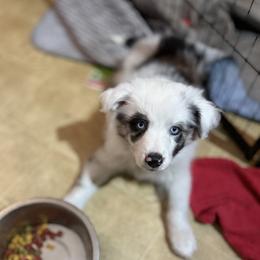 Miniature Australian Shepherd Puppies from Peace Creek Aussies