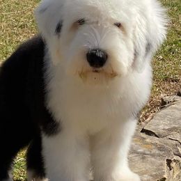 Old English Sheepdogs from Three Lakes Old English Sheepdogs