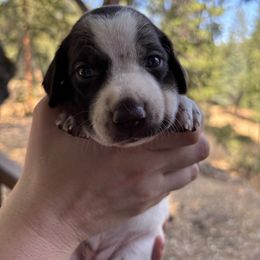 Arches - Tan Collar - Liver and white female German Shorthaired Pointer puppy in Mokelumne Hill, California from Underhill GSP