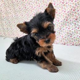 CoCo - Blue and gold male Yorkshire Terrier puppy in Monticello, Iowa from Ashley’s Puppies
