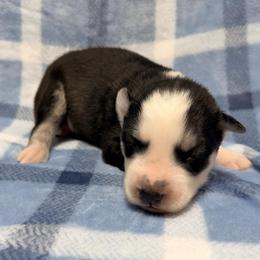 AKC Simon - Black and white male Siberian Husky puppy in Centreville, Maryland from Huskies By the Bay