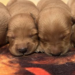 Girl 6 - Dark golden female Golden Retriever puppy in Albemarle, North Carolina from Companion Goldens of the Carolinas