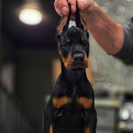 Kia - Black and rust female Doberman Pinscher puppy in China Township, Michigan from Snell's Superior Kennel Dobermann & GSP