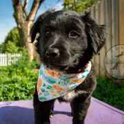 Border Collie, Golden Retriever, and Sporty Mix Puppies from Turbo Border Collies & Coltrievers