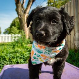 Border Collie, Golden Retriever, and Sporty Mix Puppies from Turbo Border Collies & Coltrievers