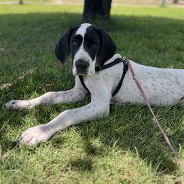 Great Dane Puppies from Blackmon Family Danes
