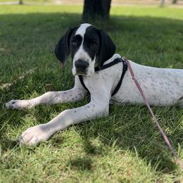 Great Dane Puppies from Blackmon Family Danes