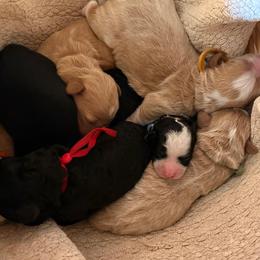 Yellow - Black and white female Bernedoodle puppy in Travelers Rest, South Carolina from Bernedoodle.do