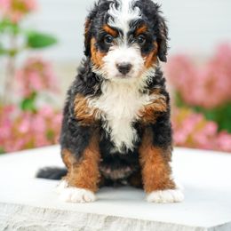 Bernedoodle Puppies from Down Home Doodle