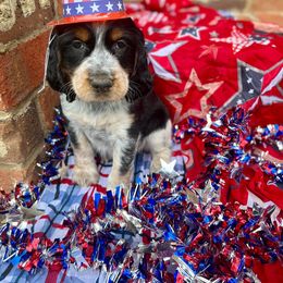 Girl 5 - English Springer Spaniel puppy in Swainsboro, Georgia from Sweet Georgia Springers
