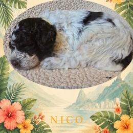 Boy 2 - Brown roan male Lagotto Romagnolo puppy in Salida, California from Harper's Lagotti