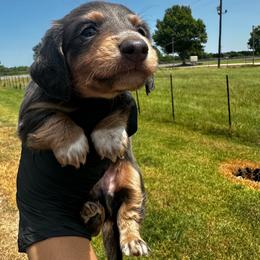 Teddy - Blue and tan male Dachshund puppy in Nederland, Texas from M & M Pups