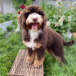 Rumbi - Bernedoodle