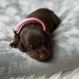 Doberman Pinscher Puppies from Haus of Hound