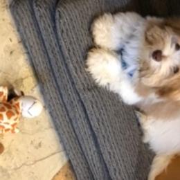 Havanese Puppies from Happy Tail Companions