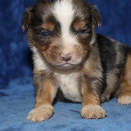 Cobalt - Blue merle Miniature Australian Shepherd puppy in Paris, Texas from Kuttin’ Up Mini Aussies