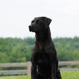 Roxy - Labrador Retriever