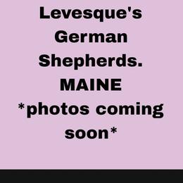 Black and tan female 5 - Black and tan female German Shepherd puppy in Buckfield, Maine from Levesques German Shepherds
