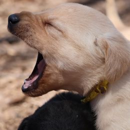 Belgian Malinois, Dutch Shepherds, German Shepherds, and Labrador Retrievers from Vom Kugelblitz Kennels