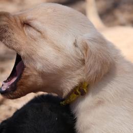 Belgian Malinois, Dutch Shepherds, German Shepherds, and Labrador Retrievers from Vom Kugelblitz Kennels
