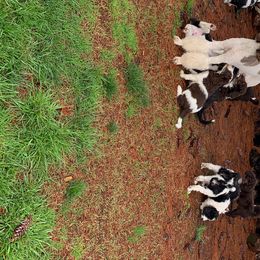 Bernedoodle Puppies from White Oak