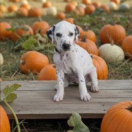 LUA Diamond - White black and tan female Dalmatian puppy in Phoenix, Arizona from Samba Flavors