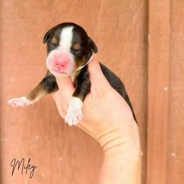 Miley - Brown female Bernedoodle puppy in Wamego, Kansas from Doodles of Oz