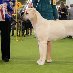 Anatolian Shepherd Dogs and Vizslas from Royal Kennels